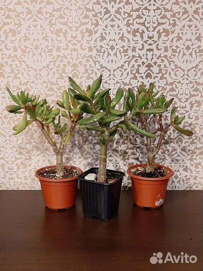 Крассула Коралл Крассула Хорн Три