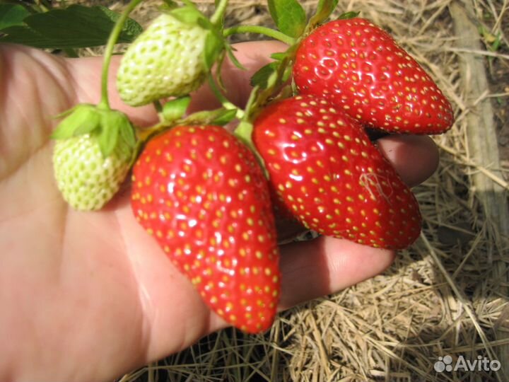 Клубника ремонтантная Мурано