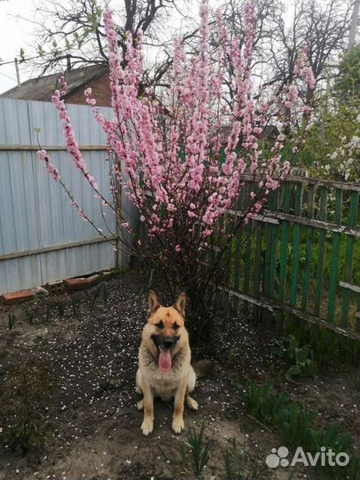 Немецкая овчарка вязка