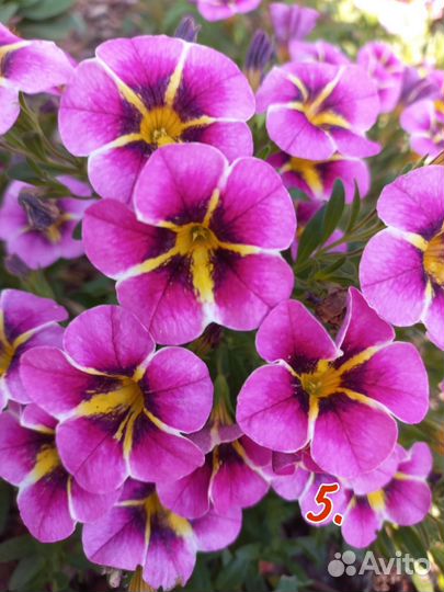 Калибрахоа, бакопа, немезия, петуния, алиссум