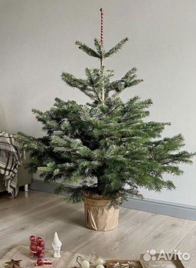 Новогодняя Ель / Сосна - Розница / Опт