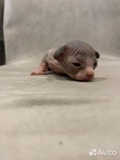 Канадский сфинкс