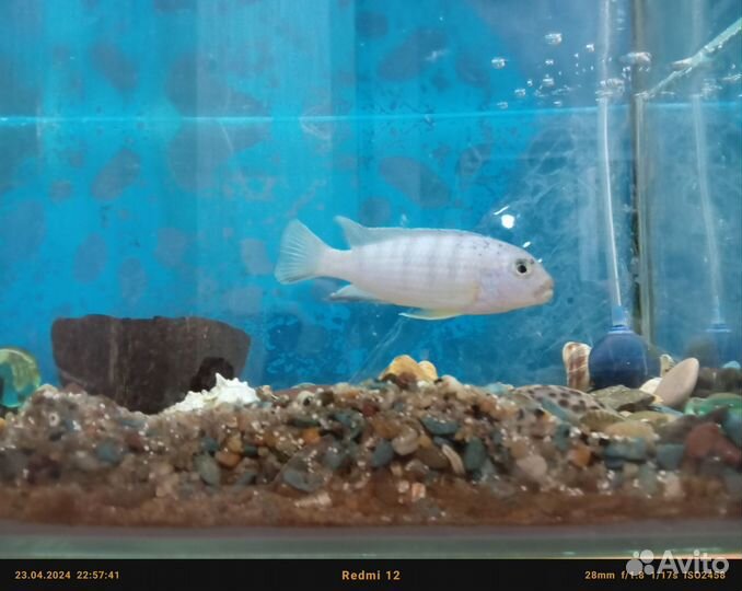 Аквариумная рыбка