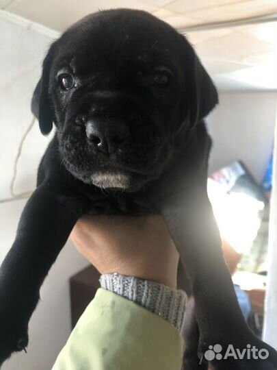 Щенки Кане Корсо