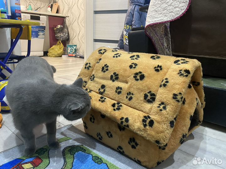 Кошачий домик