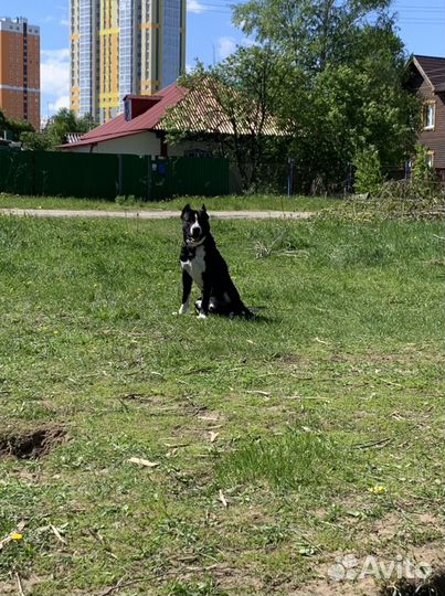 Питбуль на вязку