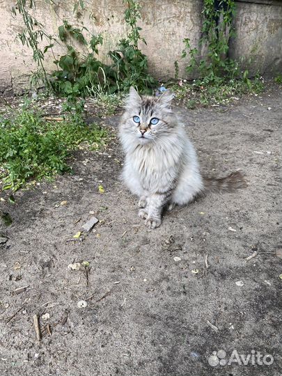 Кошки в добрые руки бесплатно