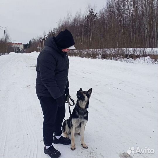 Кинолог