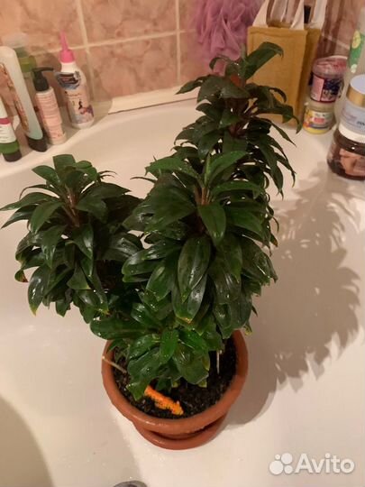 Цветы домашние в большом ассортименте