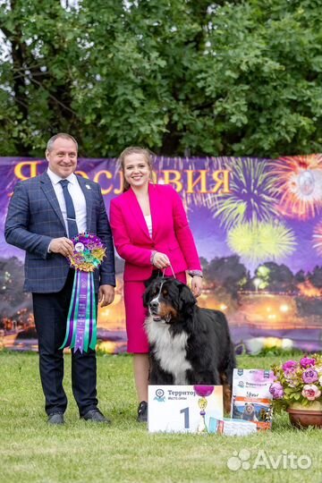 Хендлер (подготовка и показ собаки на выставке)