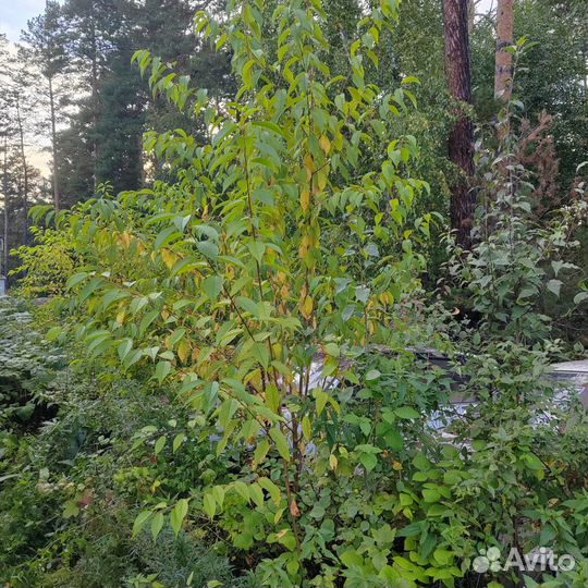 Черемуха Маака