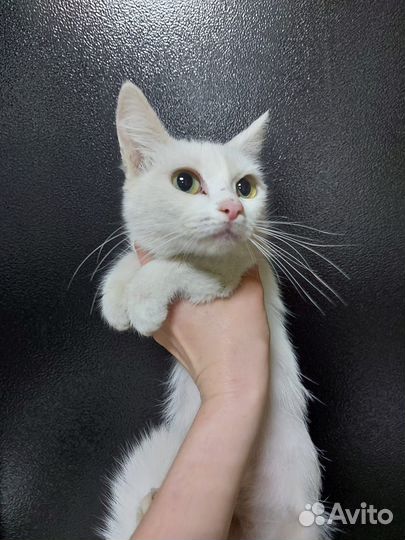 Ручная, стерилизованная, белоснежная кошечка