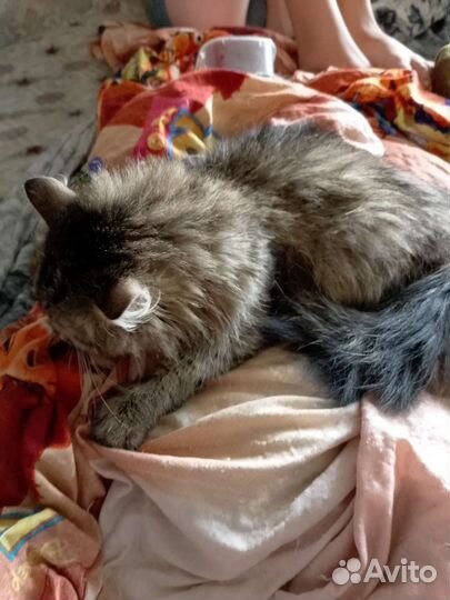 Сибирская кошка