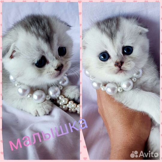 Шотландские вислоухие котята