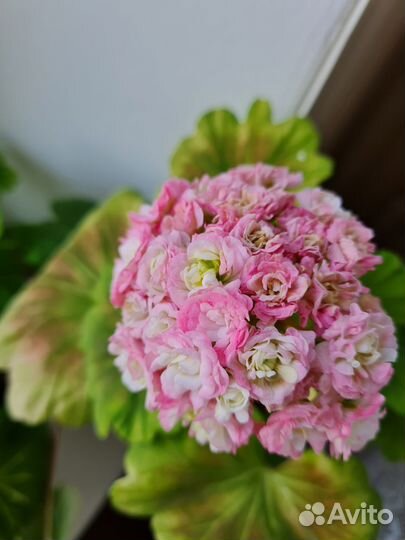 Пеларгония герань