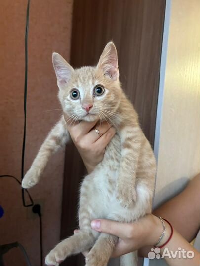 Котенок в добрые руки