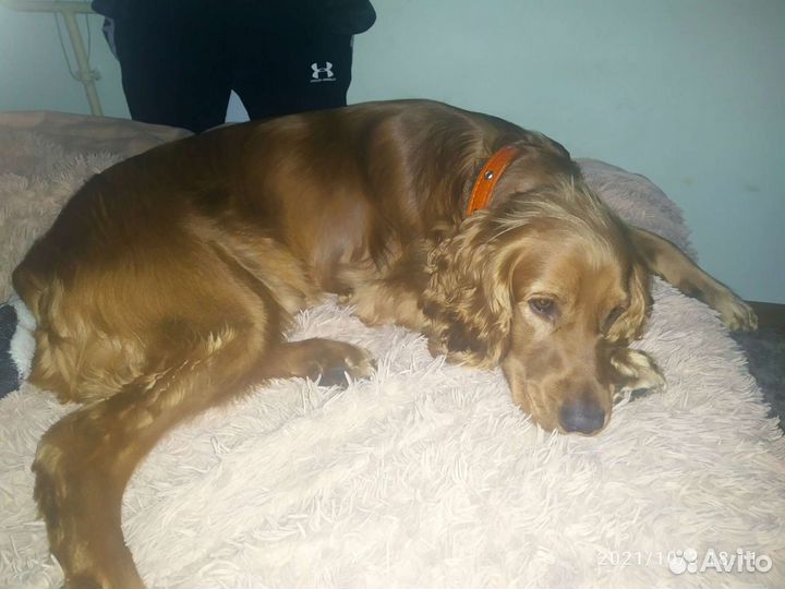 Кокер спаниель