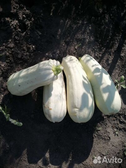 Кабачки свежие домашние, цена за штуку