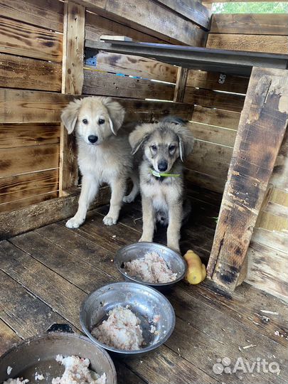 Отдам в добрые руки