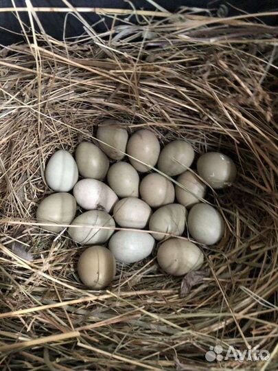 Инкубационное яйцо Фазана, броллера кобб 500