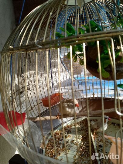 Зебровые амадины