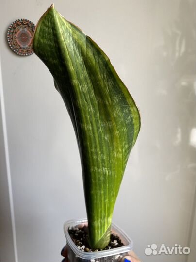 Малави Миднайт вар., Бруда, блю бат, мал.бат