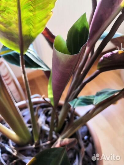 Калатея варшевича взрослая
