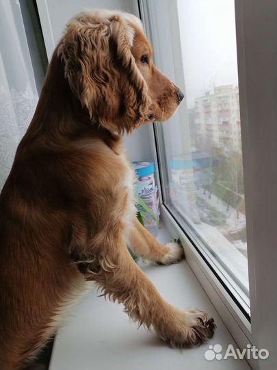 Вязка Кокер спаниель