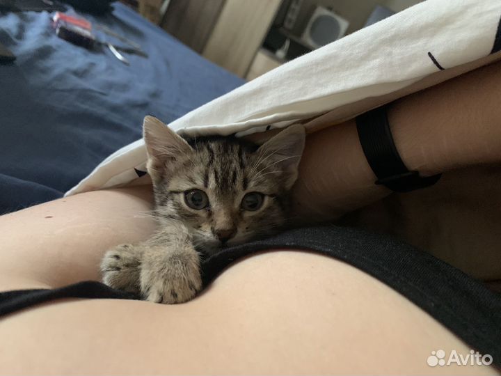 Передержка животных