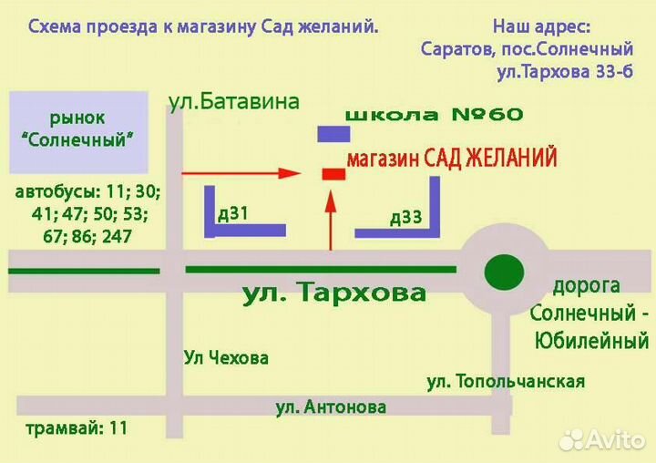 Жимолость синяя, жимолость съедобная