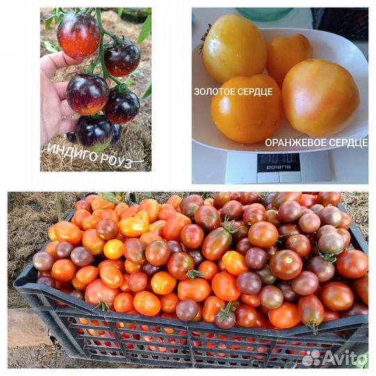 Рассада томаты, огурцы, кабачки, дыни и арбузы
