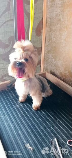 Стрижка ваших питомцев