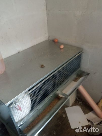 Клетка для кур