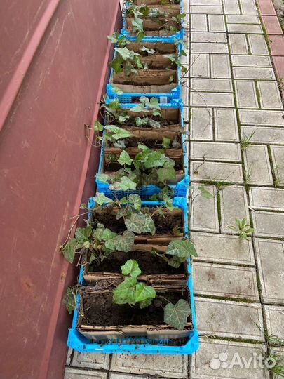 Плющ обыкновенный садовый