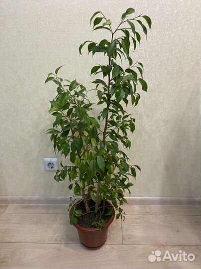 Фикус Бенджамина
