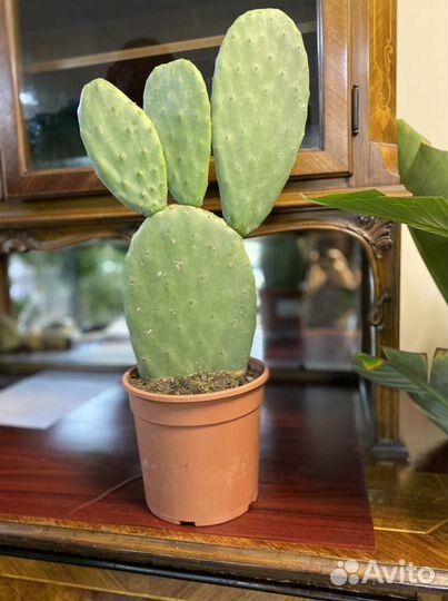 Кактус Опунция