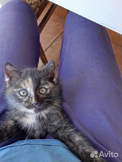 Котёнок в дар