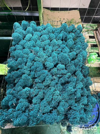 Стабилизированный Мох, Оранжевый