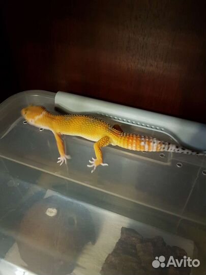 Геккон эублефар малыши