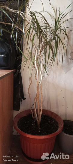 Пальма драцена