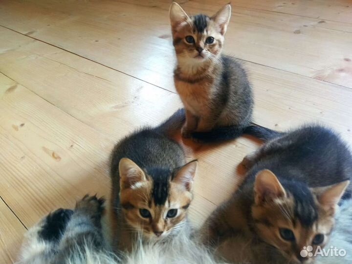 Абиссинская