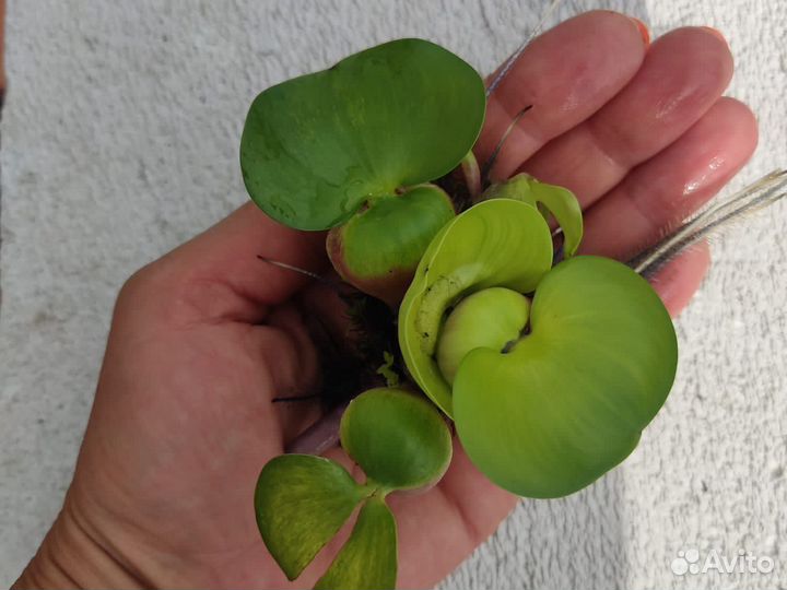 Эйхорния водный гиацинт