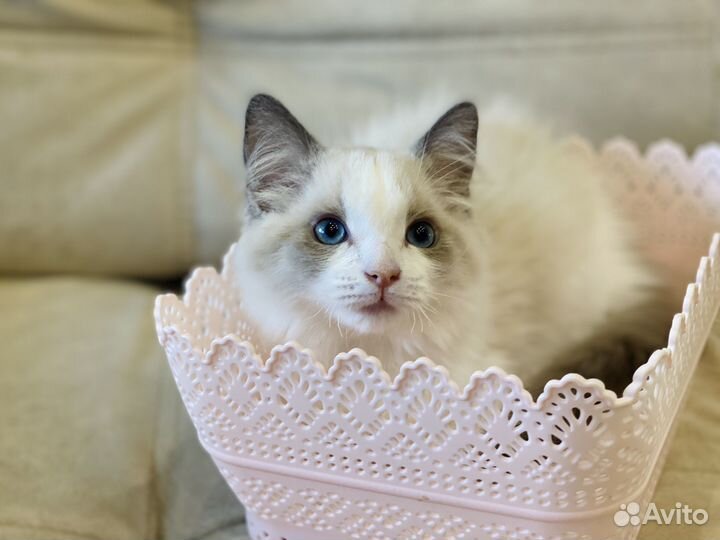 Чистокровный рэгдолл с чудесным характером