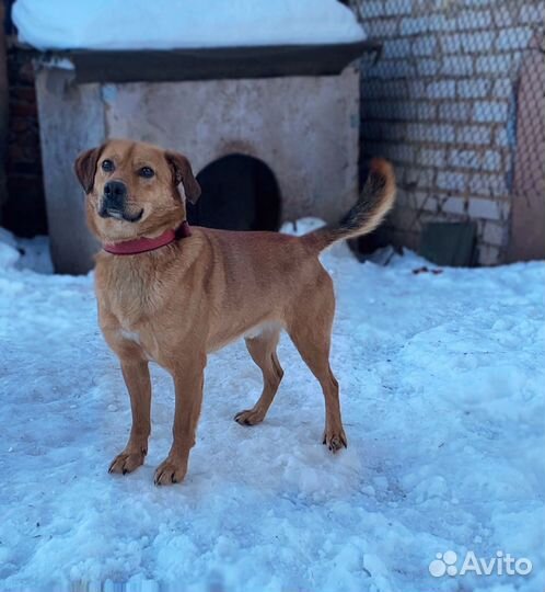 В добрые руки