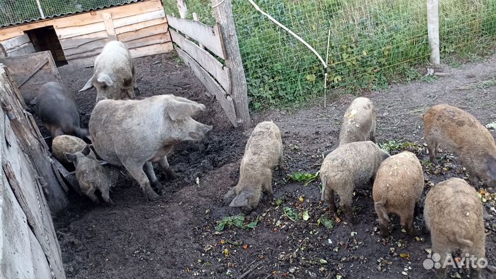 Венгерская мангалица