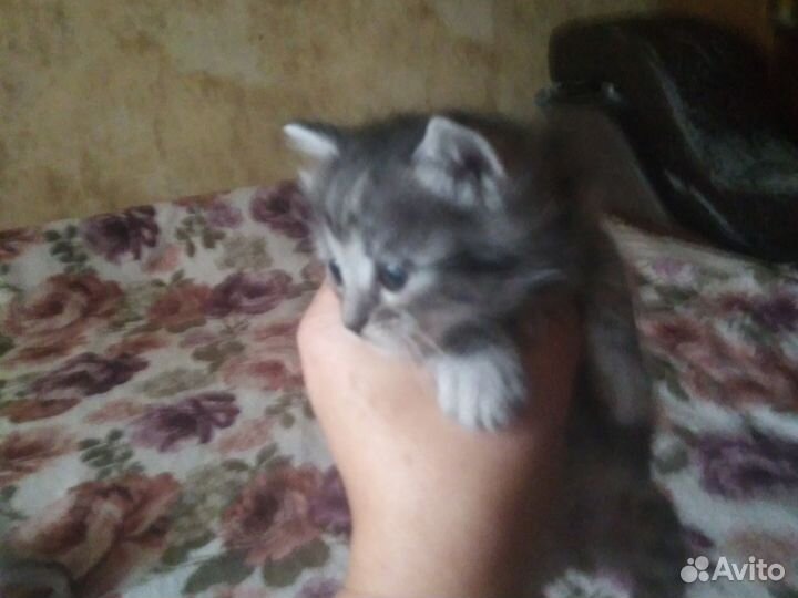 Отдам котят в хорошие руки