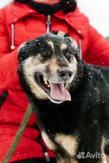 Одинокая собака с прекрасной душой