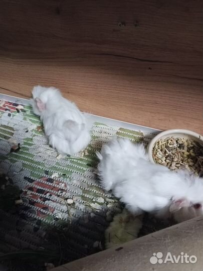 Морские свинки