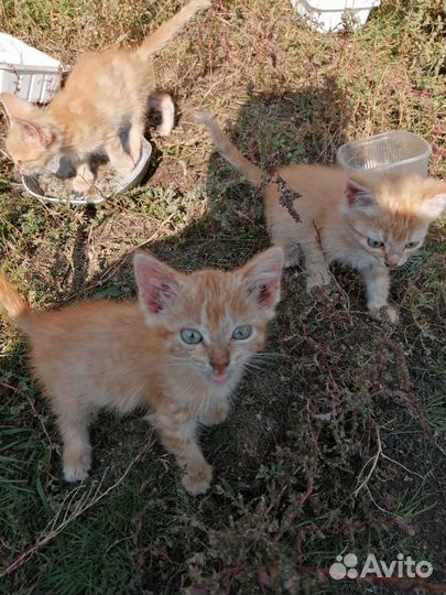 Котята рыжие бесплатно