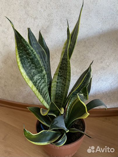 Комнатные цветы